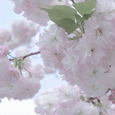 Furry黑白线稿教程FurryQQ群